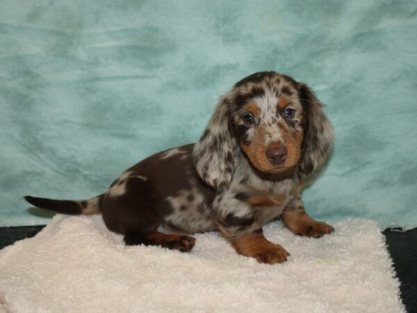 Dachshund DOG Male Chocolate and Tan 20143 Petland Dalton, Georgia