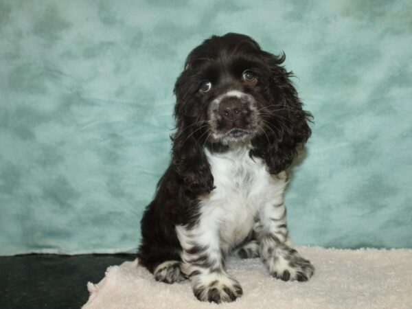 Cocker Spaniel DOG Male Chocolate / White 20141 Petland Dalton, Georgia