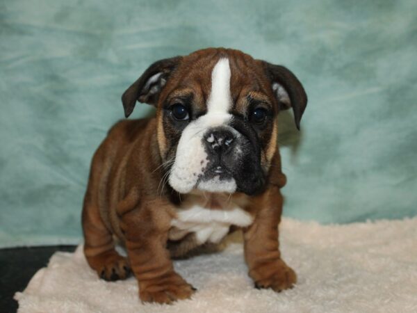 Bulldog DOG Female Red / White 20140 Petland Dalton, Georgia