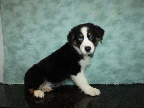 Australian Shepherd DOG Male Black 9274 Petland Dalton, Georgia