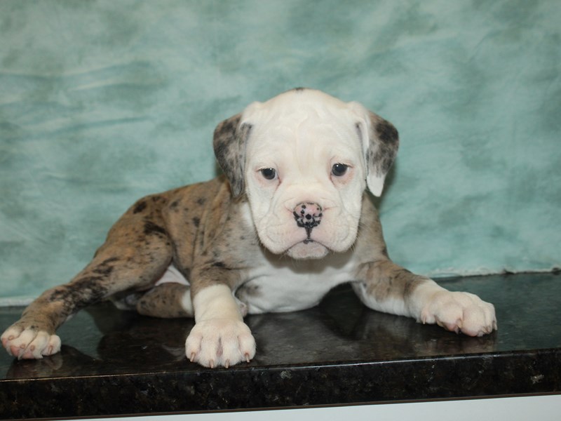 Olde English Bulldogge Puppy blue merle ID:9280 Located at Petland