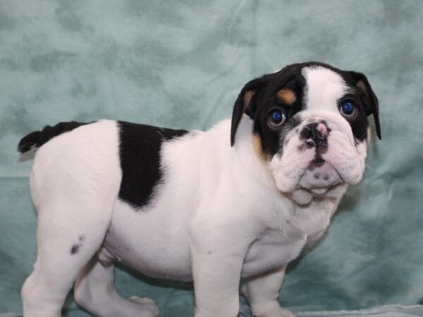 English Bulldog DOG Male BLK WH 9281 Petland Dalton, Georgia