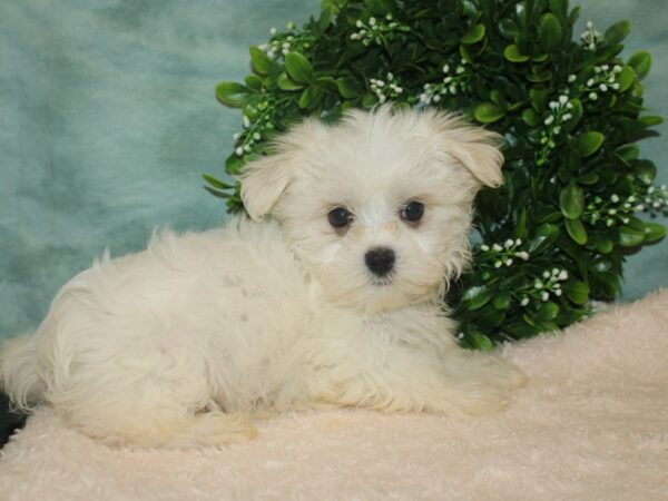 Maltese-DOG-Male-White-9290-Petland Dalton, Georgia