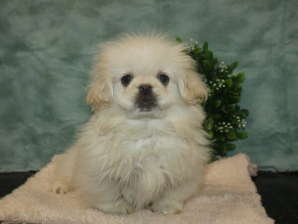 Pekingese DOG Male Cream / White 9296 Petland Dalton, Georgia