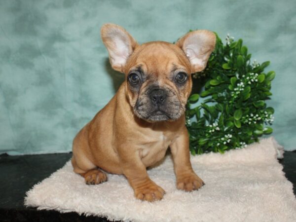 French Bulldog DOG Female Red Fawn 9295 Petland Dalton, Georgia