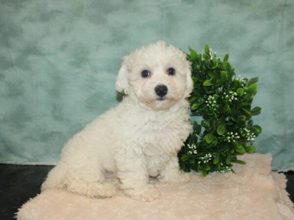 Bichon Frise DOG Male WH 9300 Petland Dalton, Georgia