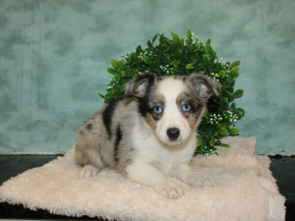 Mini Aussie-DOG-Male-BLUE MERLE-9298-Petland Dalton, Georgia