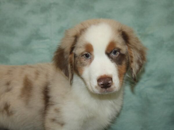 Australian Shepherd-DOG-Male-Red Merle-9288-Petland Dalton, Georgia