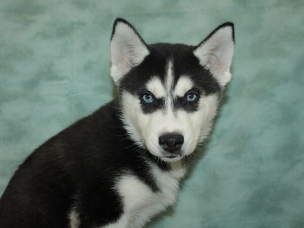 Siberian Husky DOG Male Black / White 9293 Petland Dalton, Georgia