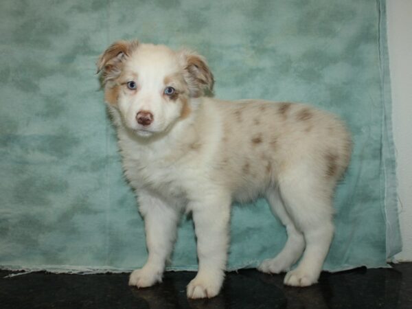 Australian Shepherd DOG Female Red Merle 20161 Petland Dalton, Georgia