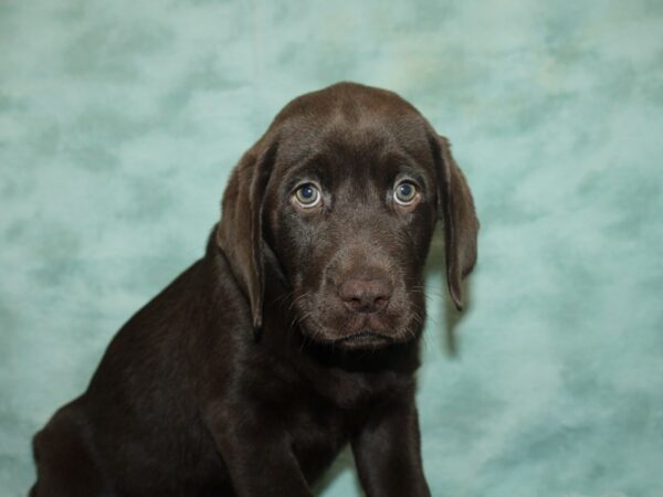 Labrador Retriever-DOG-Male-Chocolate-20162-Petland Dalton, Georgia