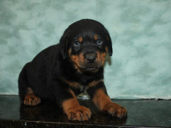 Rottweiler-DOG-Male-Black & Tan-20163-Petland Dalton, Georgia