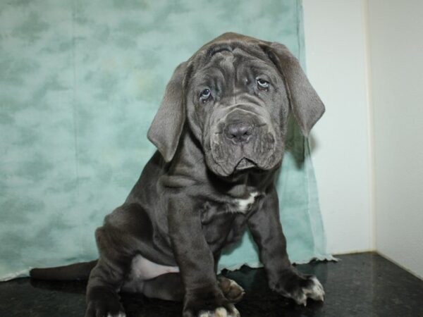 Neapolitan Mastiff-DOG-Male-Blue-20165-Petland Dalton, Georgia