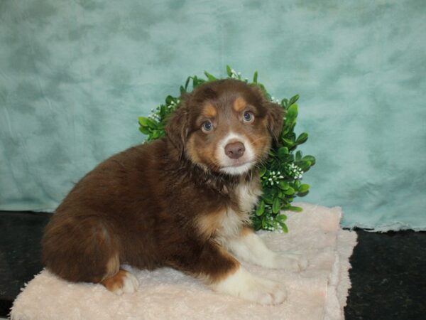 Miniature Australian Shepherd DOG Male RED MERLE 20158 Petland Dalton, Georgia