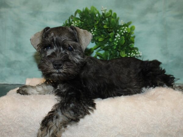 Miniature Schnauzer DOG Male Salt / Pepper 9292 Petland Dalton, Georgia