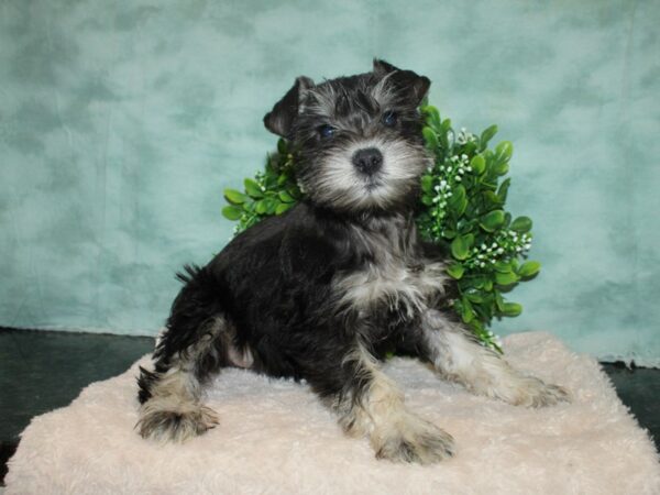 Miniature Schnauzer DOG Female Salt / Pepper 9291 Petland Dalton, Georgia