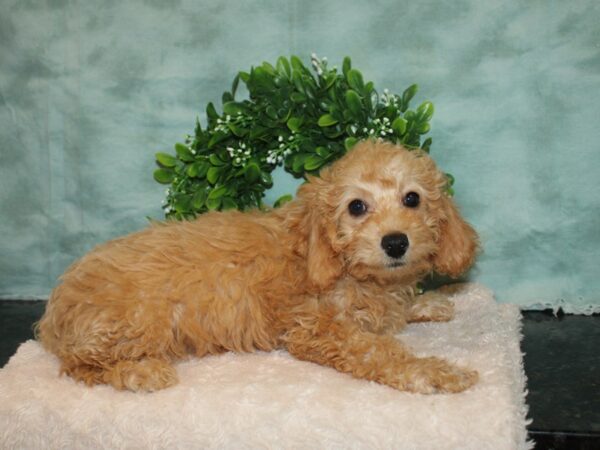 Poodle-DOG-Male-Apricot-9297-Petland Dalton, Georgia