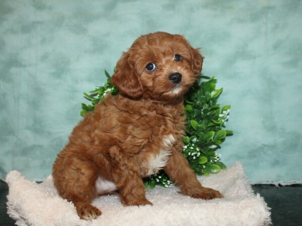 Cavapoo DOG Male RED 20160 Petland Dalton, Georgia