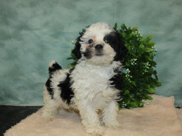 Miniature Poodle DOG Female blk wh 20157 Petland Dalton, Georgia