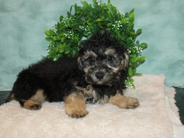 Bichapoo-DOG-Male-BLK TAN-20156-Petland Dalton, Georgia