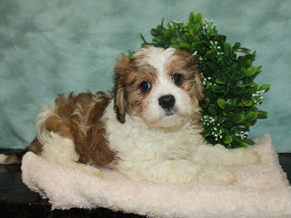 Cavachon DOG Male BROWN WHITE 20155 Petland Dalton, Georgia