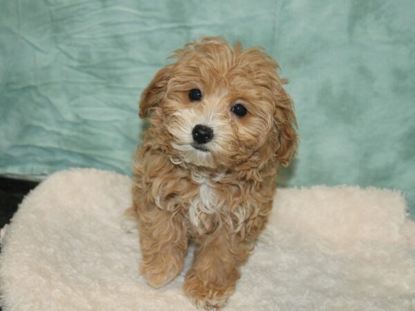 Havapoo-DOG-Female-Cream-9306-Petland Dalton, Georgia