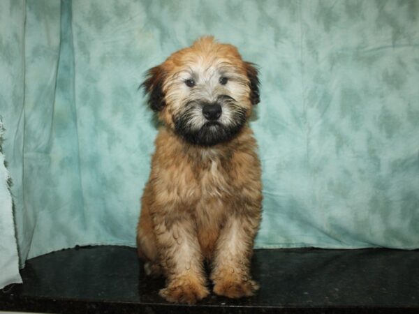 Soft Coated Wheaten Terrier-DOG-Male-Wheaten-9304-Petland Dalton, Georgia