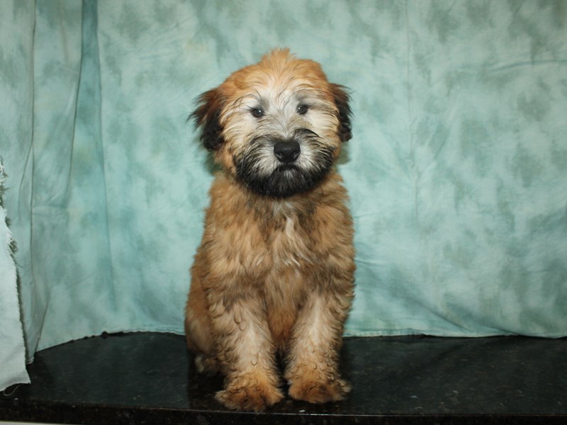 Small wheaten terrier cheap