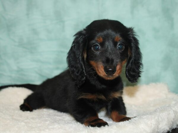 Dachshund DOG Female Black / Tan 9302 Petland Dalton, Georgia