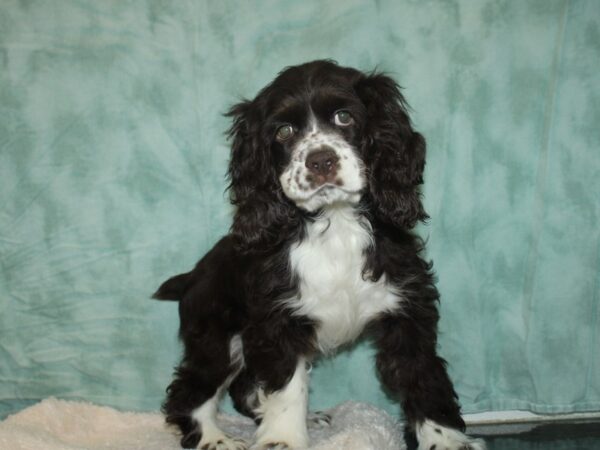 Cocker Spaniel DOG Female Chocolate / White 9301 Petland Dalton, Georgia