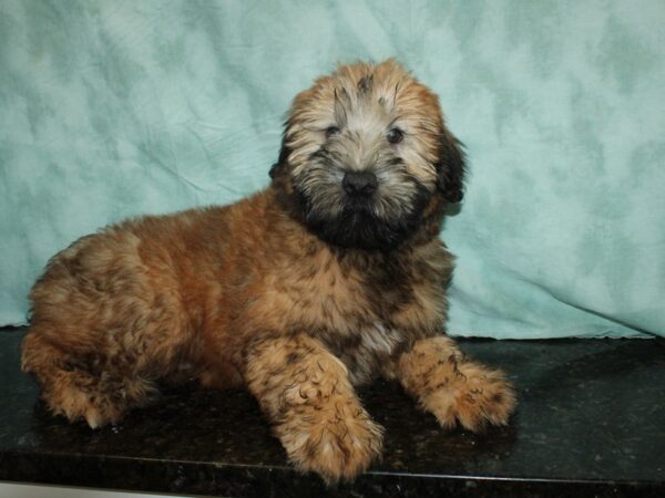 Soft Coated Wheaten Terrier DOG Female Wheaten 20167 Petland Dalton, Georgia