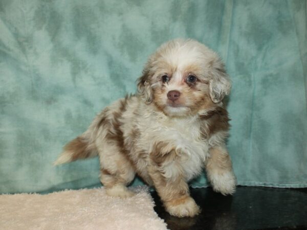 Aussidoodle DOG Female RED MERLE 20174 Petland Dalton, Georgia