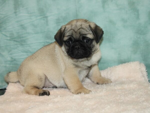 Pug DOG Male FAWN 20173 Petland Dalton, Georgia