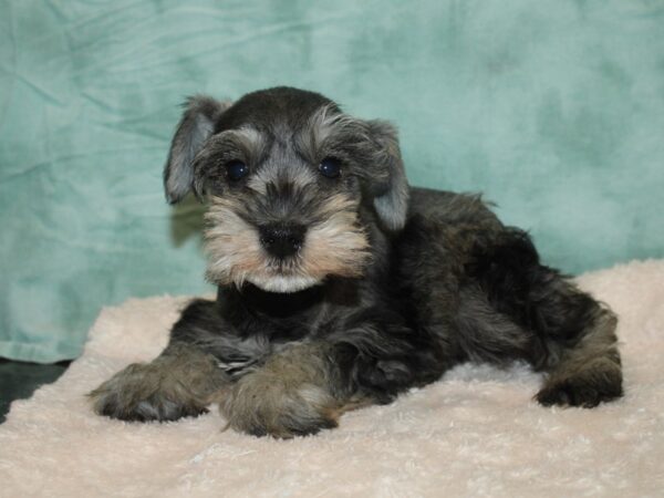 Mini Schnauzer-DOG-Male-SALT PEPPER-20172-Petland Dalton, Georgia