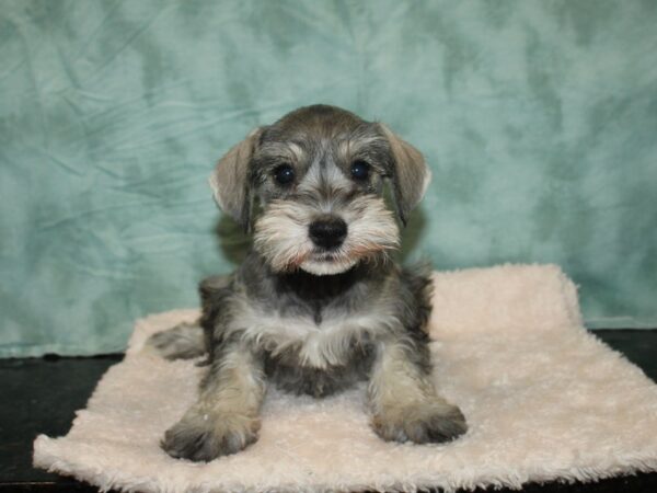 Mini Schnauzer-DOG-Female-SALT PEPPER-20171-Petland Dalton, Georgia