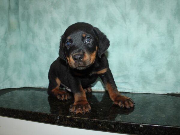 Rottweiler DOG Male Black & Tan 20169 Petland Dalton, Georgia