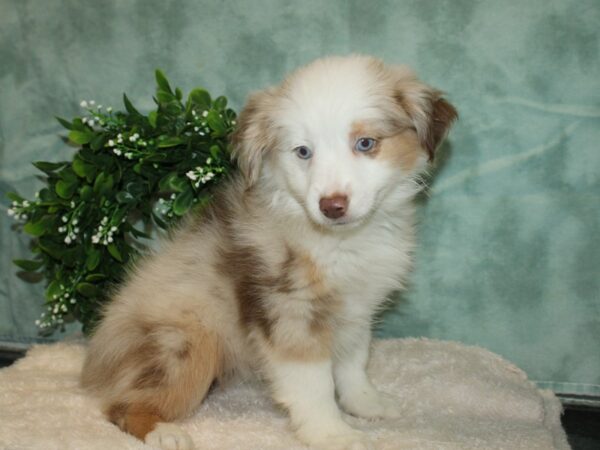 Miniature Australian Shepherd DOG Female Red Merle 20180 Petland Dalton, Georgia