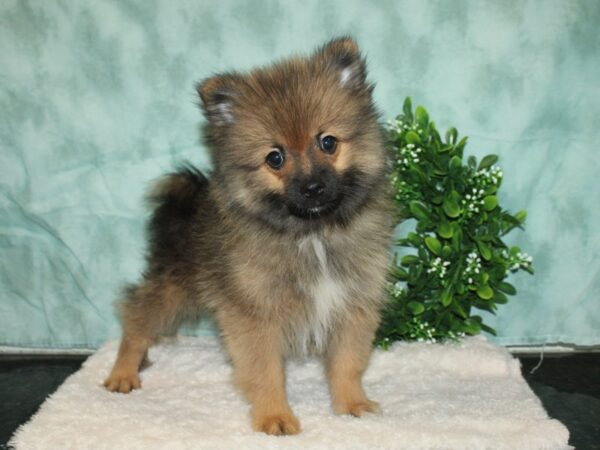 Pomeranian DOG Male Red Sable 20178 Petland Dalton, Georgia