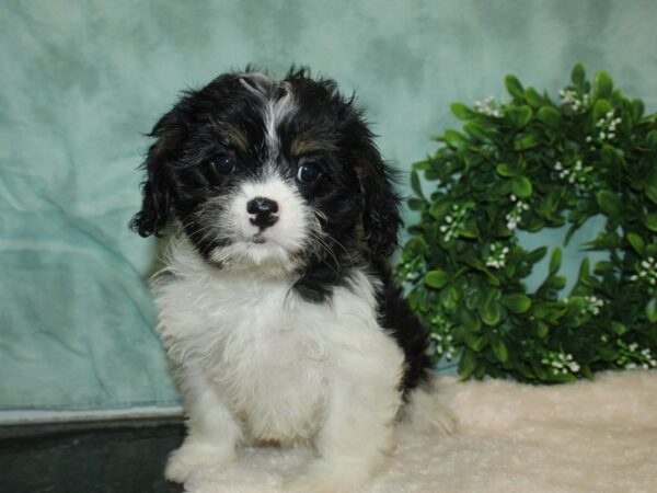 Cavazu-DOG-Female-Black / White-9311-Petland Dalton, Georgia