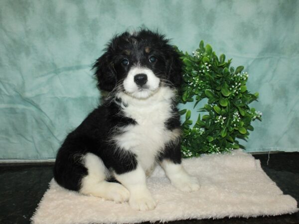 Bernadoodle DOG Female Black / White 9310 Petland Dalton, Georgia