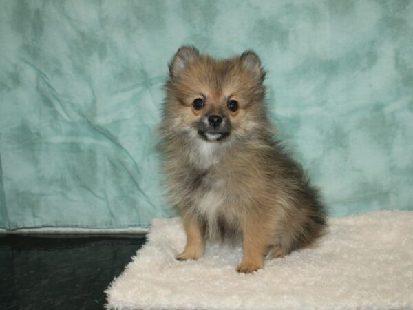 Pomeranian DOG Female Red Sable 9308 Petland Dalton, Georgia