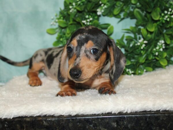 Dachshund DOG Male Silver Dapple 9307 Petland Dalton, Georgia