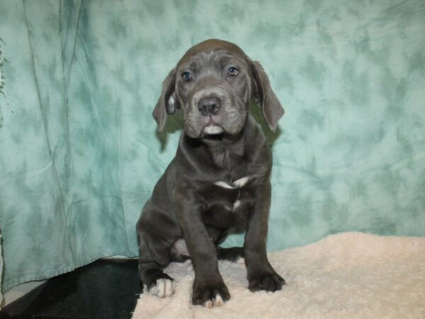 Cane Corso DOG Male Blue 20179 Petland Dalton, Georgia