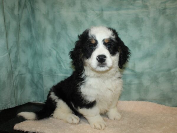 Bernadoodle DOG Male Black / White 20181 Petland Dalton, Georgia