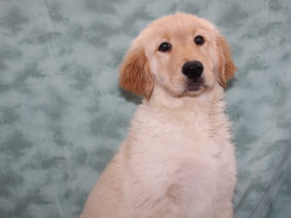 Golden Retriever DOG Male 9271 Petland Dalton, Georgia