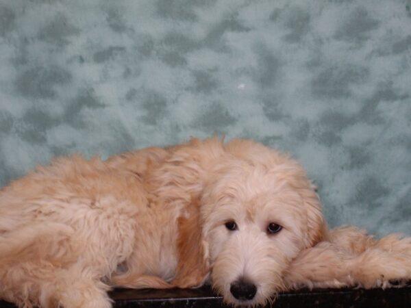 Goldendoodle DOG Female Cream 9256 Petland Dalton, Georgia