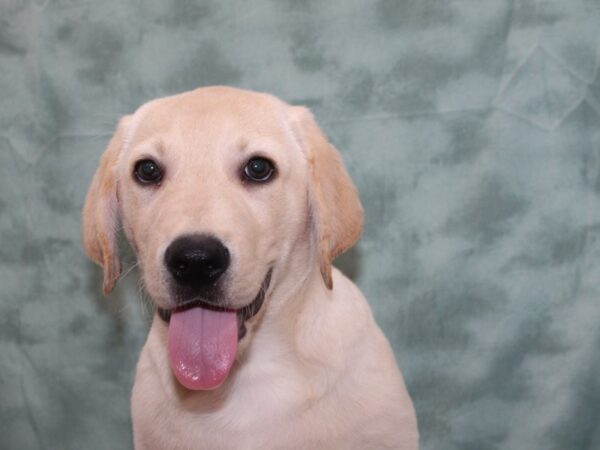 Labrador Retriever DOG Male Yellow 9289 Petland Dalton, Georgia