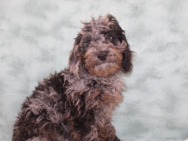 Poodle DOG Male Blue Merle 9253 Petland Dalton, Georgia