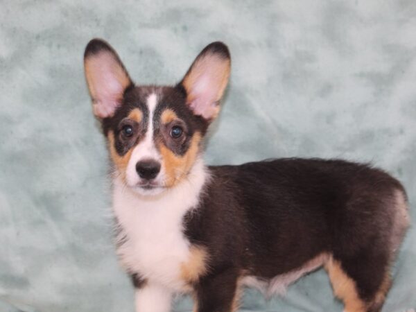 Pembroke Welsh Corgi DOG Female 9262 Petland Dalton, Georgia