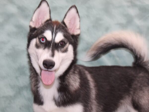 Pomsky 2nd Gen DOG Female Black / White 9232 Petland Dalton, Georgia